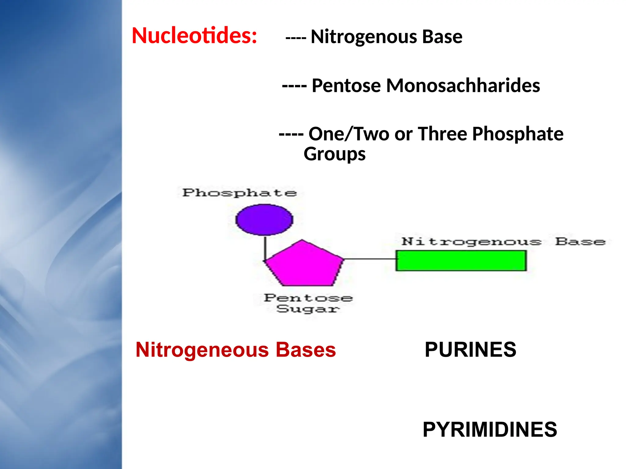 Nucleotides: ---- Nitrogenous Base
---- Pentose Monosachharides
---- One/Two or Three Phosphate
Groups
Nitrogeneous Bases PURINES
PYRIMIDINES
 