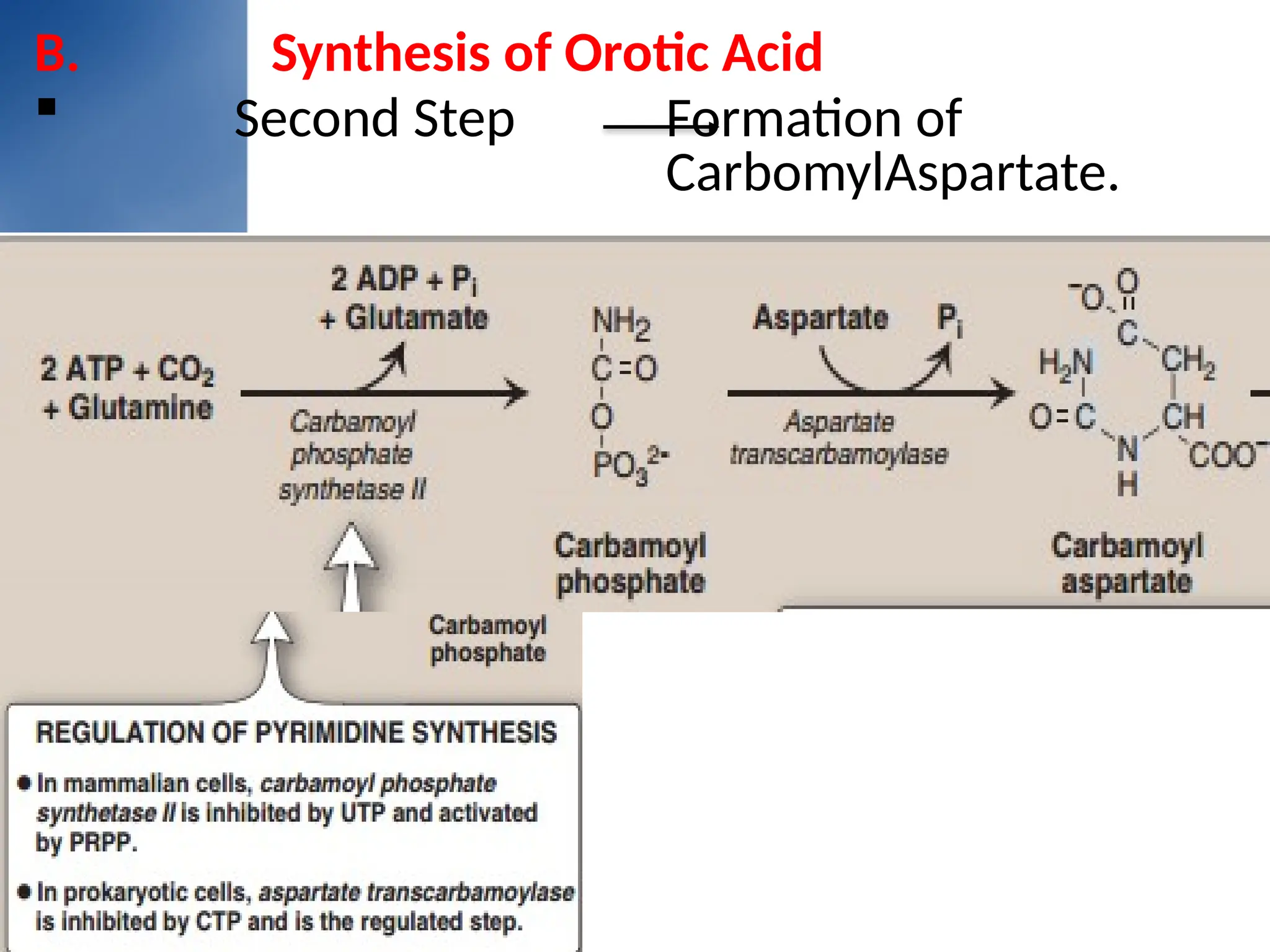 B. Synthesis of Orotic Acid
 Second Step Formation of
CarbomylAspartate.
 