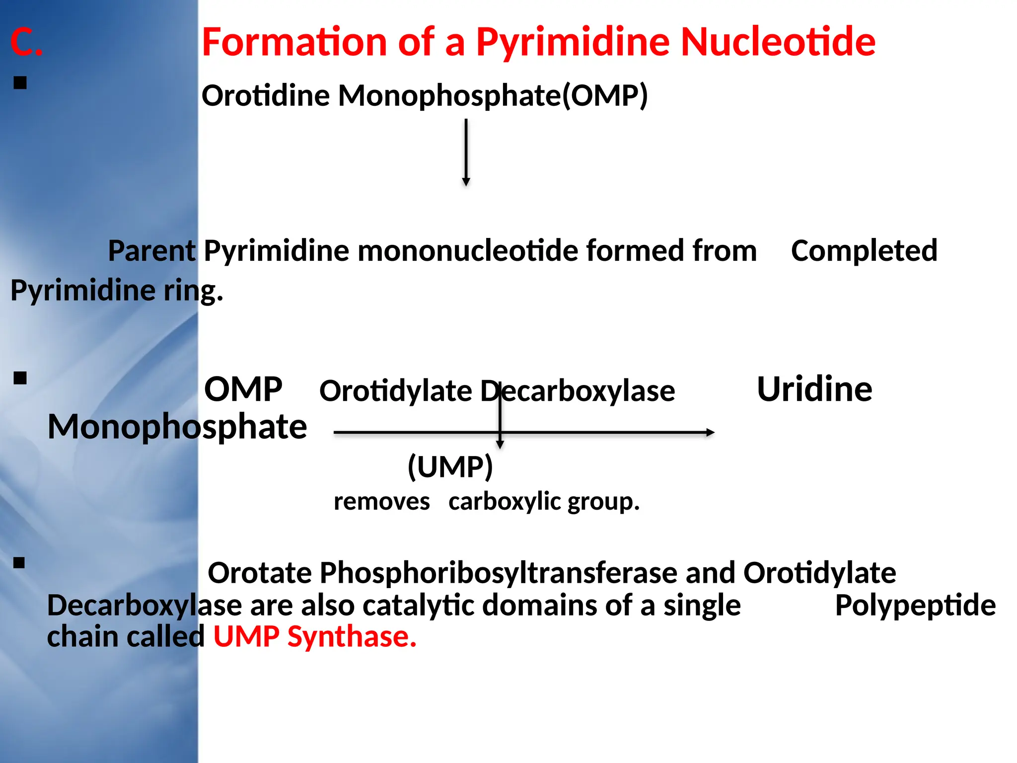 C. Formation of a Pyrimidine Nucleotide
 Orotidine Monophosphate(OMP)
Parent Pyrimidine mononucleotide formed from Completed
Pyrimidine ring.
 OMP Orotidylate Decarboxylase Uridine
Monophosphate
(UMP)
removes carboxylic group.
 Orotate Phosphoribosyltransferase and Orotidylate
Decarboxylase are also catalytic domains of a single Polypeptide
chain called UMP Synthase.
 