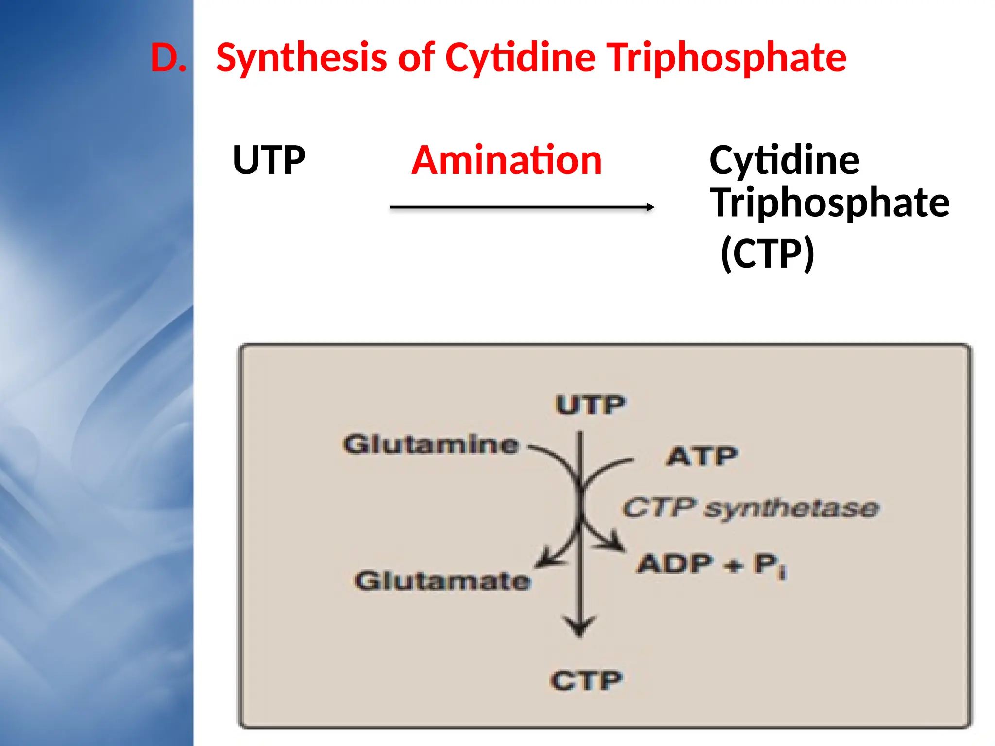D. Synthesis of Cytidine Triphosphate
UTP Amination Cytidine
Triphosphate
(CTP)
 