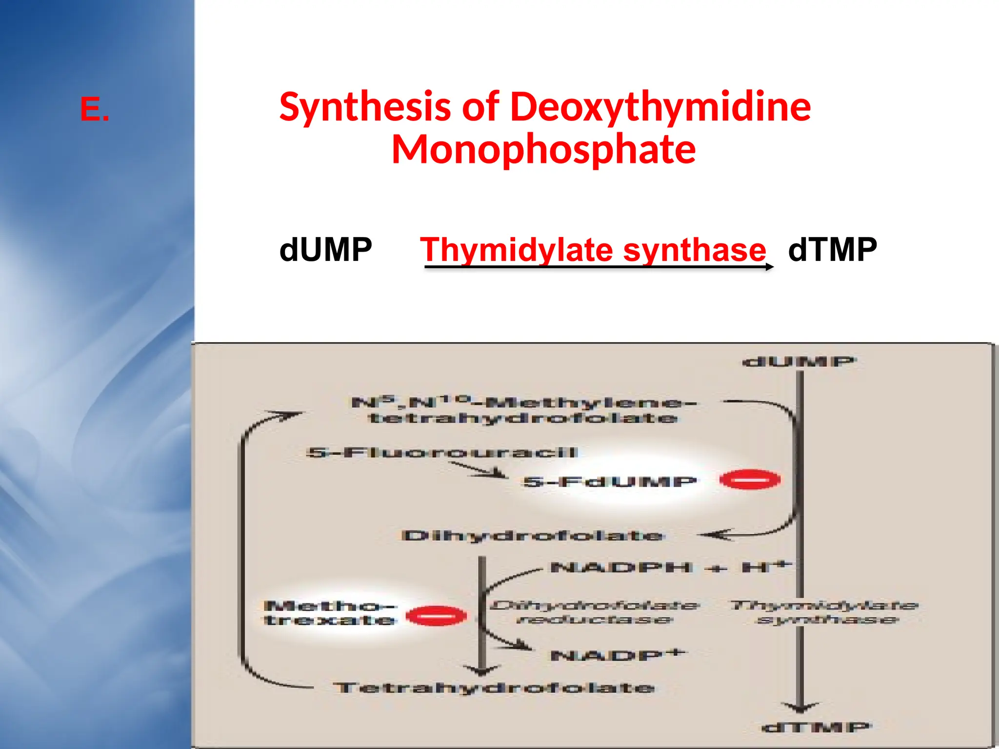 • Your Text here
• Lorem ipsumconsectetuer
E. Synthesis of Deoxythymidine
Monophosphate
dUMP Thymidylate synthase dTMP
 