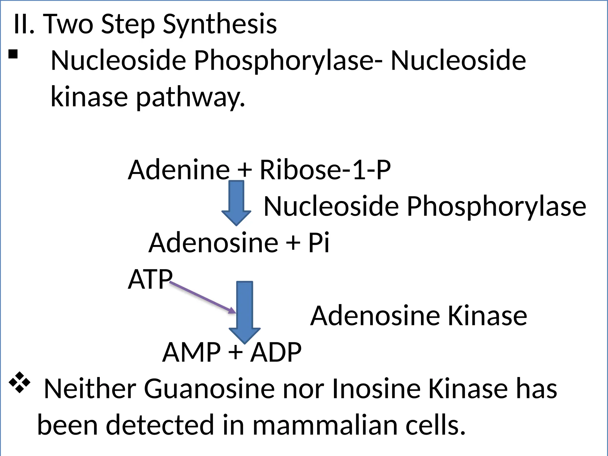 II. Two Step Synthesis
 Nucleoside Phosphorylase- Nucleoside
kinase pathway.
Adenine + Ribose-1-P
Nucleoside Phosphorylase
Adenosine + Pi
ATP
Adenosine Kinase
AMP + ADP
 Neither Guanosine nor Inosine Kinase has
been detected in mammalian cells.
 