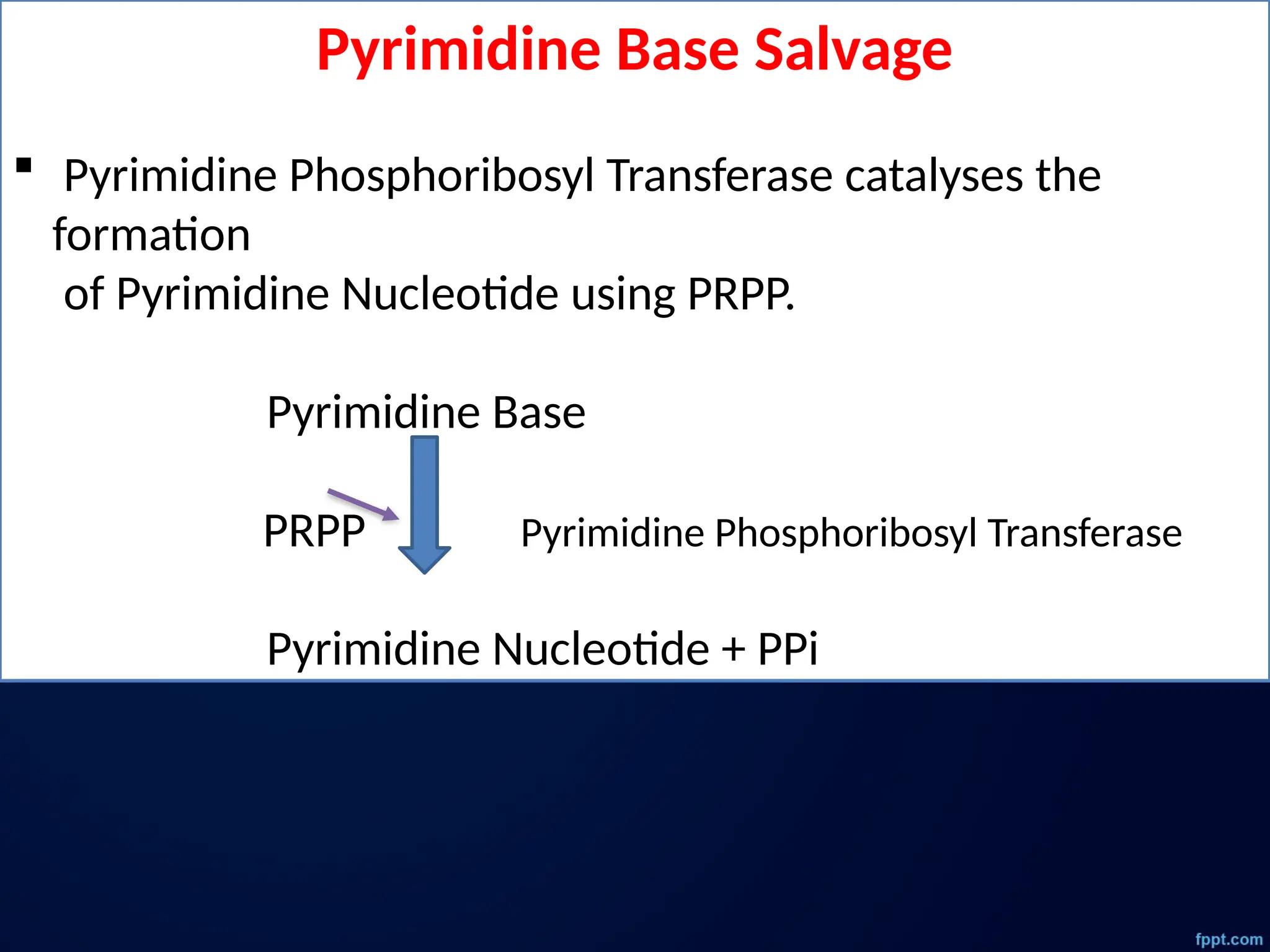 Pyrimidine Base Salvage
 Pyrimidine Phosphoribosyl Transferase catalyses the
formation
of Pyrimidine Nucleotide using PRPP.
Pyrimidine Base
PRPP Pyrimidine Phosphoribosyl Transferase
Pyrimidine Nucleotide + PPi
 
