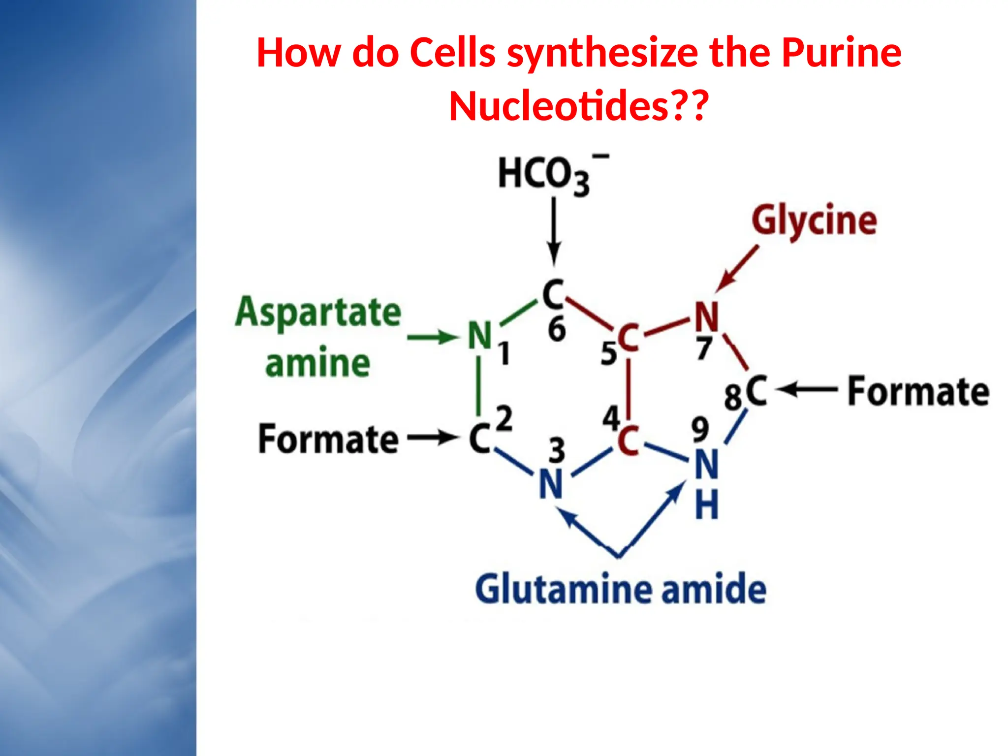 Your Text here
How do Cells synthesize the Purine
Nucleotides??
 
