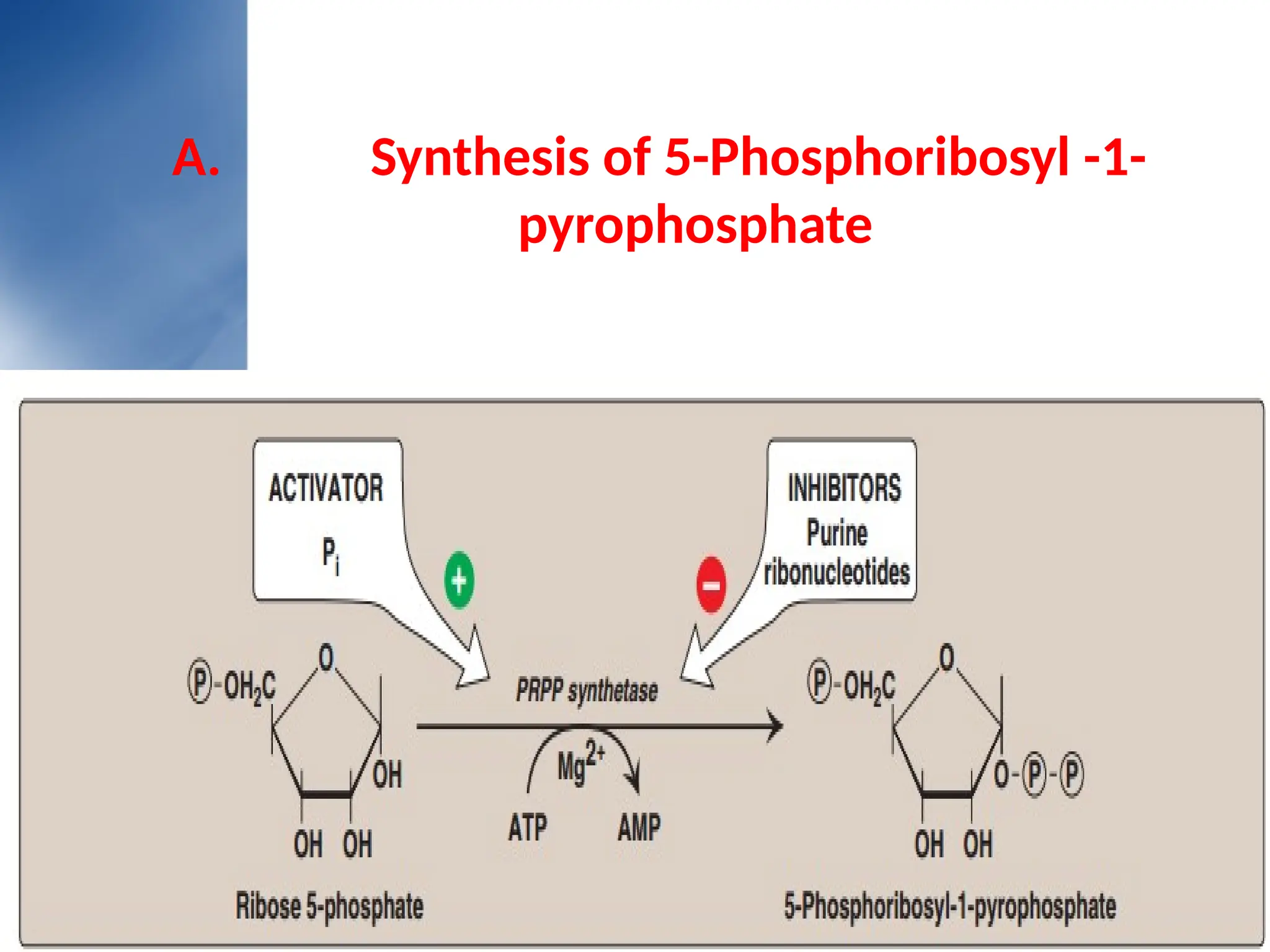 A. Synthesis of 5-Phosphoribosyl -1-
pyrophosphate
 