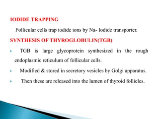 IODIDE TRAPPING
Follicular cells trap iodide ions by Na- Iodide transporter.
SYNTHESIS OF THYROGLOBULIN(TGB)
 TGB is large glycoprotein synthesized in the rough
endoplasmic reticulum of follicular cells.
 Modified & stored in secretory vesicles by Golgi apparatus.
 Then these are released into the lumen of thyroid follicles.
 