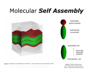 Molecular  Self Assembly Figure1:  3D diagram of a lipid bilayer membrane - water molecules not represented for clarity http://www.shu.ac.uk/schools/research/mri/model/micelles/micelles.htm   Figure 2:  Different lipid model  top : multi-particles lipid molecule bottom: single-particle lipid molecule 