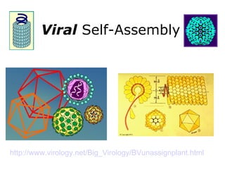 Viral  Self-Assembly http://www.virology.net/Big_Virology/BVunassignplant.html   