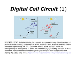 Digital Cell Circuit  (1) INVERSE LOGIC. A digital inverter that consists of a gene encoding the instructions for protein B and containing a region (P) to which protein A binds. When A is absent (left)—a situation representing the input bit 0—the gene is active. and B is formed—corresponding to an output bit 1. When A is produced (right)—making the input bit 1—it binds to P and blocks the action of the gene—preventing B from being formed and making the output bit 0.  Weiss  http://www.ee.princeton.edu/people/Weiss.php   
