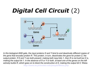 Digital Cell Circuit  (2) In this biological AND gate, the input proteins X and Y bind to and deactivate different copies of the gene that encodes protein R. This protein, in turn, deactivates the gene for protein Z, the output protein. If X and Y are both present, making both input bits 1, then R is not built but Z is, making the output bit 1. In the absence of X or Y or both, at least one of the genes on the left actively builds R, which goes on to block the construction of Z, making the output bit 0.  Weiss http://www.ee.princeton.edu/people/Weiss.php   