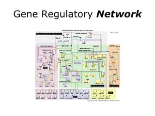Gene Regulatory  Network 