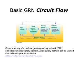 Basic GRN  Circuit Flow Gross anatomy of a minimal gene regulatory network (GRN) embedded in a regulatory network. A regulatory network can be viewed as a cellular input-output device.   http://doegenomestolife.org/   
