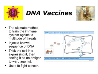 DNA Vaccines The ultimate method to train the immune system against a multitude of threats Inject a known sequence of DNA Trick the cell into expressing it, then seeing it as an antigen to ward against. Used to fight cancer. 