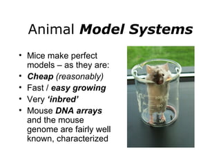 Animal  Model Systems Mice make perfect models – as they are: Cheap  (reasonably) Fast /  easy growing Very  ‘inbred’ Mouse  DNA arrays  and the mouse genome are fairly well known, characterized 