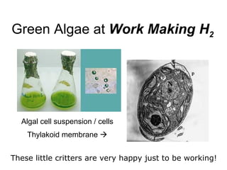 Green Algae at  Work Making H 2 Algal cell suspension / cells Thylakoid membrane   These little critters are very happy just to be working! 