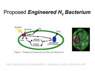 Proposed  Engineered H 2  Bacterium http://gcep.stanford.edu/pdfs/tr_hydrogen_prod_utilization.pdf   