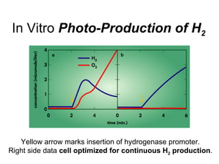 In Vitro  Photo-Production of H 2 Yellow arrow marks insertion of hydrogenase promoter. Right side data  cell optimized for continuous H 2  production . 
