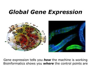 Global Gene Expression Gene expression tells you  how  the machine is working Bioinformatics shows you  where  the control points are 