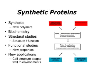 Synthetic Proteins Synthesis New polymers Biochemistry Structural studies Structure / function Functional studies New properties New applications Cell structure adapts well to environments 