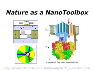 Nature as a NanoToolbox http://www.cse.ucsc.edu/~hongwang/ATP_synthase.html   