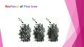 ResPonse of Pine tree
 