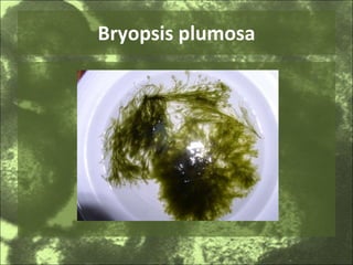 Bryopsis plumosa 