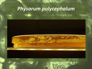 Physarum polycephalum 