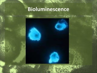 Bioluminescence 