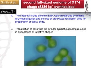 second full-sized genome of X174 
phage (5386 bp) synthesized 
Smith et al. 
4. The linear full-sized genomic DNA was circularized by means 
enzymatic ligation and the use of preexisted restriction sites for 
preparation of sticky ends. 
5. Transfection of cells with the circular synthetic genome resulted 
in appearance of infective phages 
steps:..(2) 
 