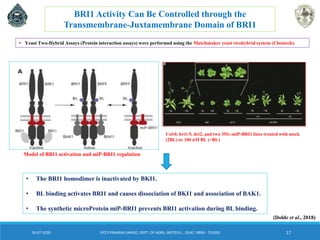 SYNTHETIC MICRO PROTEINS - VERSATILE TOOLS FOR THE REGULATION OF ...