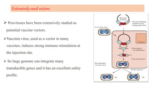 Extensively used vectors
 Poxviruses have been extensively studied as
potential vaccine vectors.
Vaccinia virus, used as a vector in many
vaccines, induces strong immuno stimulation at
the injection site.
 Its large genome can integrate many
transducible genes and it has an excellent safety
profile.
 
