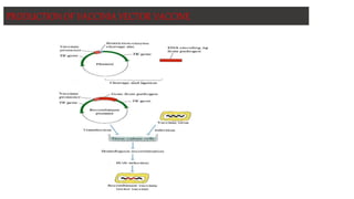 PRODUCTION OF VACCINIA VECTOR VACCINE
 