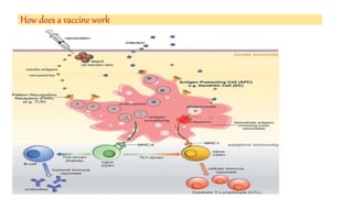 How does a vaccine work
 