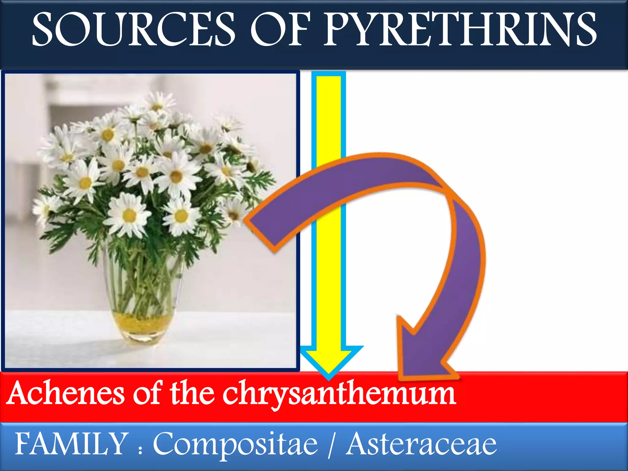 SOURCES OF PYRETHRINS 
Achenes of the chrysanthemum 
FAMILY : Compositae / Asteraceae 
 
