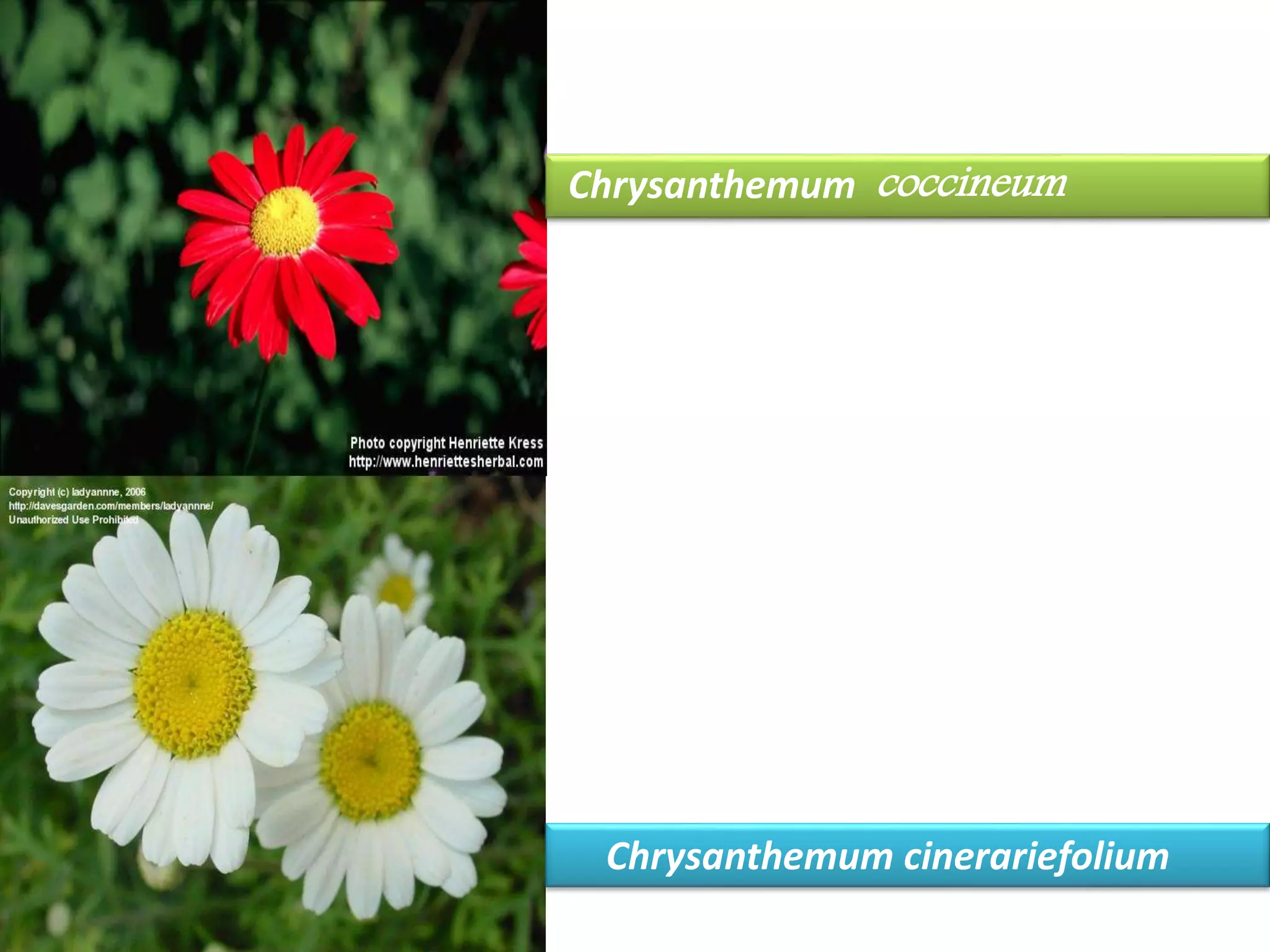 Chrysanthemum coccineum 
Chrysanthemum cinerariefolium 
 