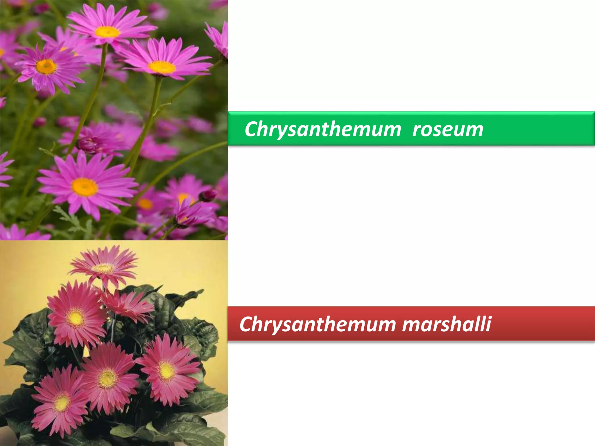 Chrysanthemum roseum 
Chrysanthemum marshalli 
 