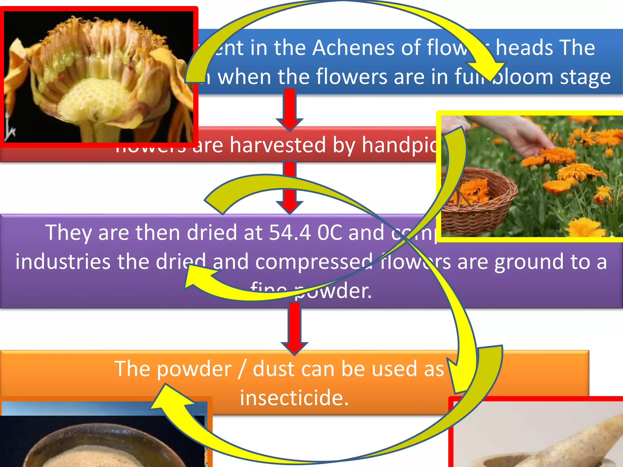 Pyrethrum is present in the Achenes of flower heads The 
content is maximum when the flowers are in full bloom stage 
flowers are harvested by handpicking 
They are then dried at 54.4 0C and compressed. In the 
industries the dried and compressed flowers are ground to a 
fine powder. 
The powder / dust can be used as an 
insecticide. 
 