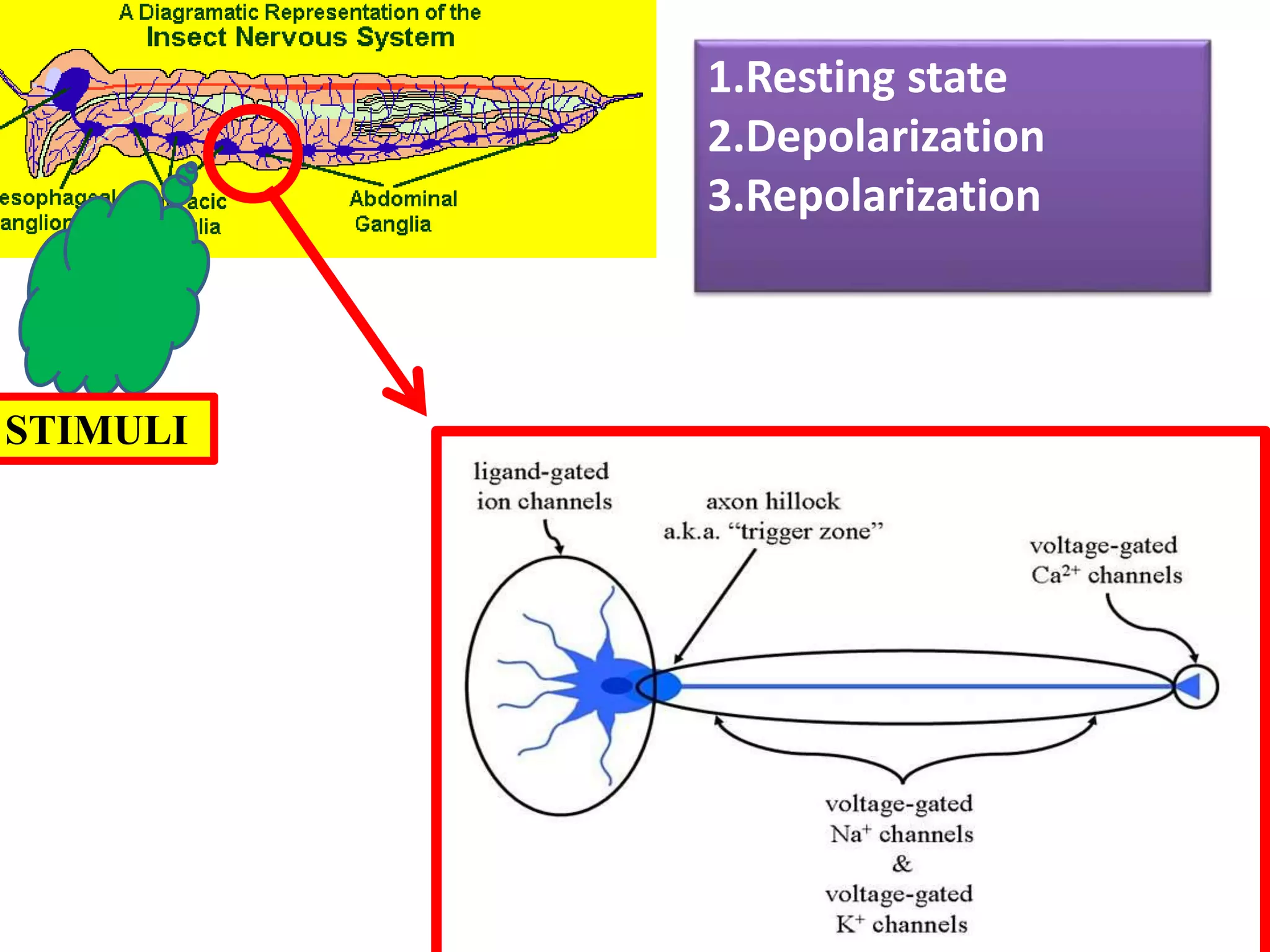 STIMULI 
1.Resting state 
2.Depolarization 
3.Repolarization 
 