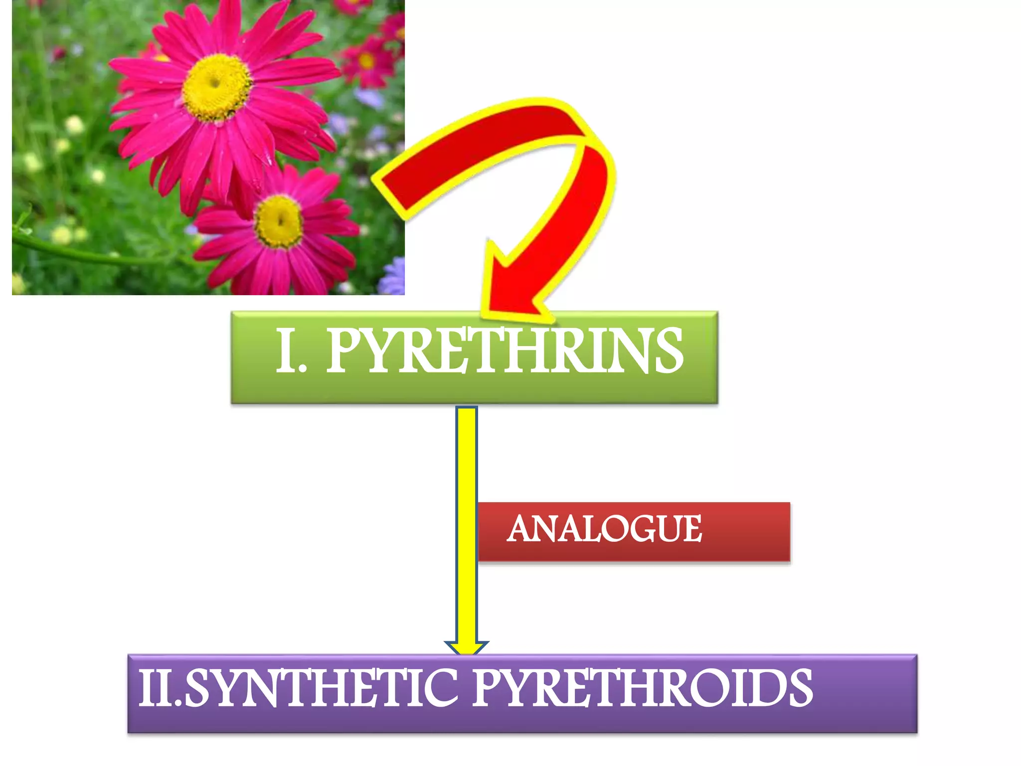 I. PYRETHRINS 
ANALOGUE 
II.SYNTHETIC PYRETHROIDS 
 