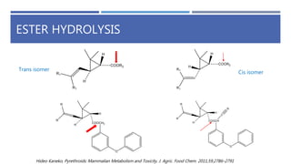ESTER HYDROLYSIS
Hideo Kaneko, Pyrethroids: Mammalian Metabolism and Toxicity, J. Agric. Food Chem. 2011,59,2786–2791
Trans isomer
Cis isomer
 
