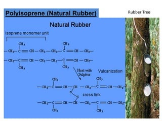Rubber Tree
Polyisoprene (Natural Rubber)
 