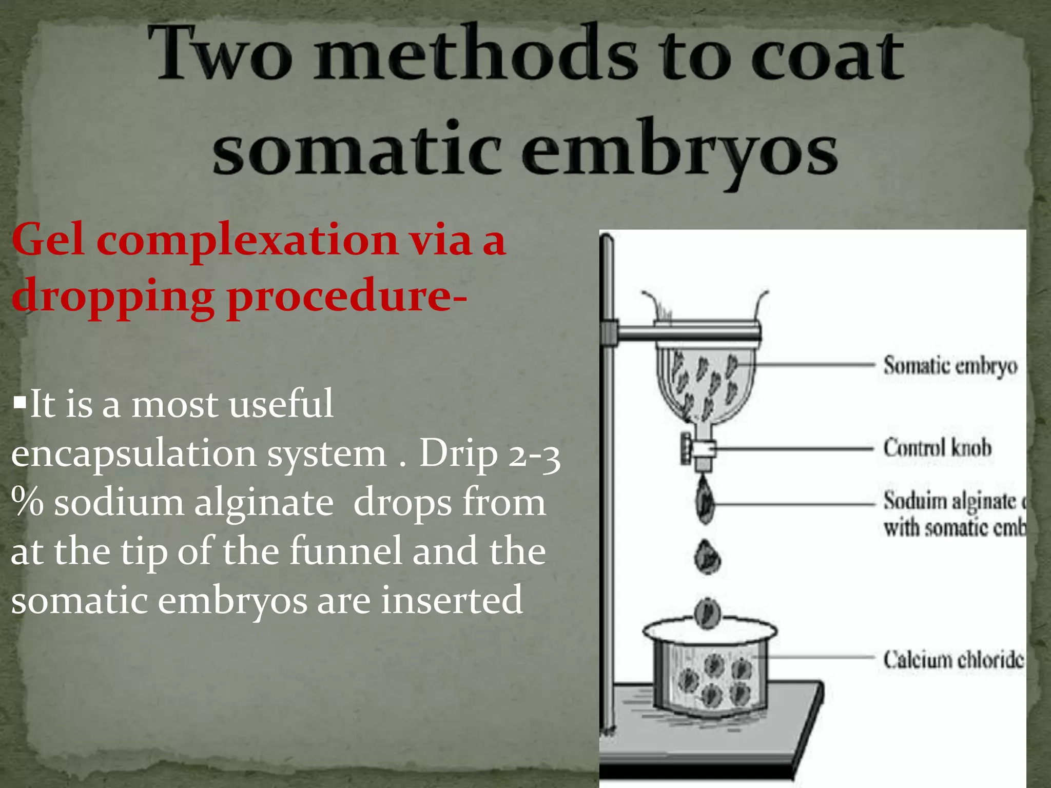 Gel complexation via a
dropping procedure-
It is a most useful
encapsulation system . Drip 2-3
% sodium alginate drops from
at the tip of the funnel and the
somatic embryos are inserted
 
