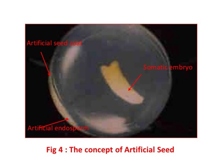 Synthetic seed production By- Parvati Pujar diagram for calcium chloride 