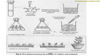 SYNTHETIC SEED PRODUCTION
12/25
 
