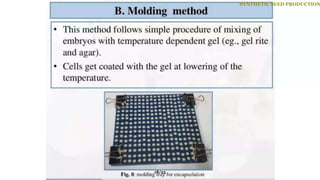 SYNTHETIC SEED PRODUCTION
18/25
 