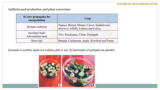 Synseeds or synthetic seeds of a mulberry plant in soil, (2) Germination of synseeds into plantlets.
Artificial seed production and plant conversion
SYNTHETIC SEED PRODUCTION
20/25
 