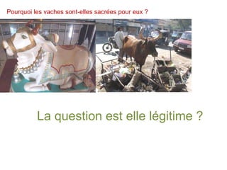 Pourquoi les vaches sont-elles sacrées pour eux ? La question est elle légitime ? 