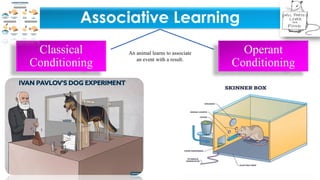 Associative Learning
Classical
Conditioning
Operant
Conditioning
An animal learns to associate
an event with a result.
 