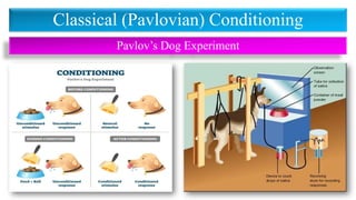 Pavlov’s Dog Experiment
Classical (Pavlovian) Conditioning
 