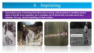 4. Imprinting
• Specialized type of learning that takes place during critical period or sensitive period
early in the life of an organism, for a complex set of stimuli that can later serve as a
releaser. For e.g., ducks imprinting on their mother.
Greylag Goose
Konrad Lorenz
 